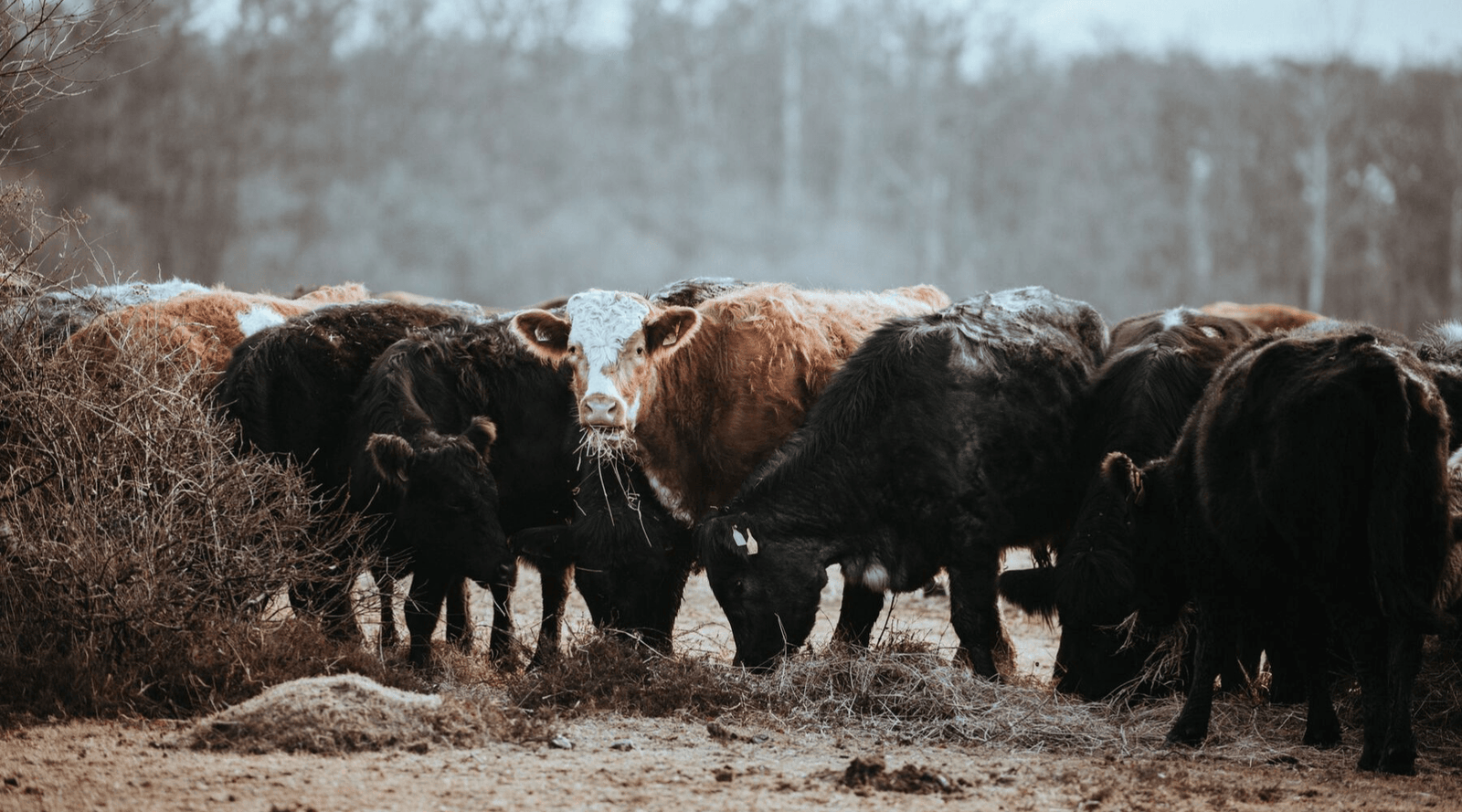Animal Agriculture Is the Worst Greenhouse Gas Emitting Industry