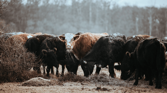 Animal Agriculture Is the Worst Greenhouse Gas Emitting Industry